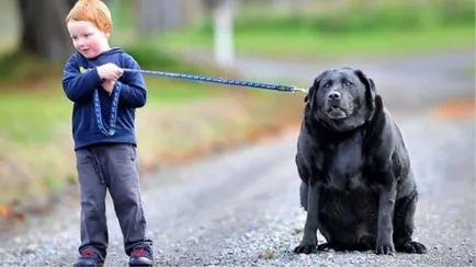15 legkövérebb kutya a világon - a forrása a jó hangulat