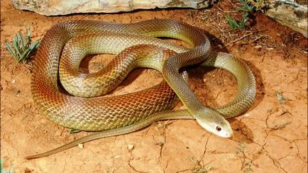 10 legveszélyesebb kígyók a világ - fotó állatok