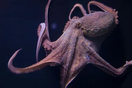 10 факти за октопода, който ще ви накара да се нервен