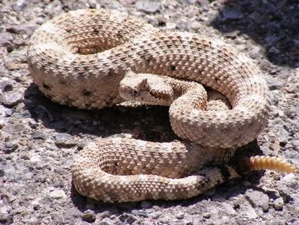 10 legveszélyesebb kígyók a világ - fotó állatok