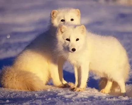 13 animale arctice - Digest Mediu