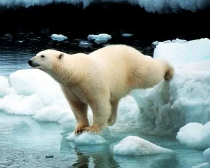 13 animale arctice - Digest Mediu