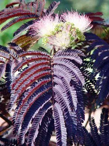 Albitius (Albizia)