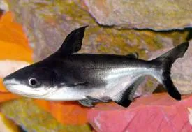 Conținutul Pangasius rechin somn, diluare, comportament, produse alimentare, hrana pentru animale, tempereatura apa