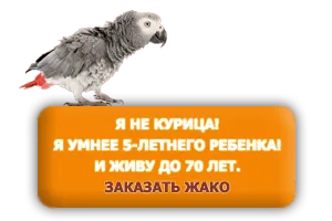 Жако