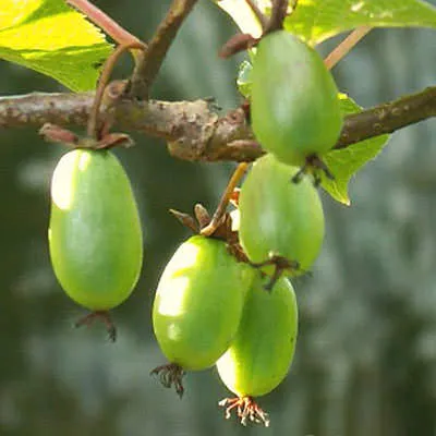 Actinidia kolomikta plantare, cultivare și întreținere - site-ul de informații pentru șoferi de camion, - problema mea