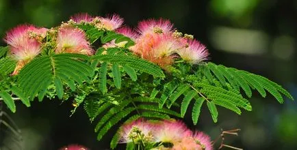 Albitius (Albizia)