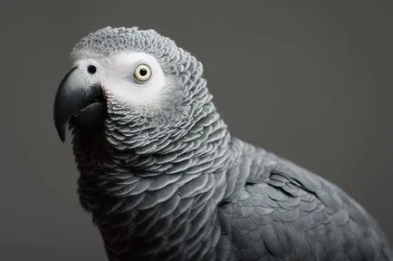 Gri african Parrot