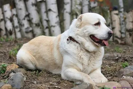 Алабай (Централна Азия Shepherd), Енциклопедия на кучета