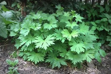 plantare Aconite și de îngrijire în câmp deschis, fotografie