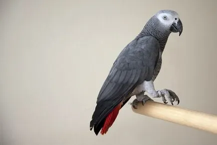 Gri african Parrot