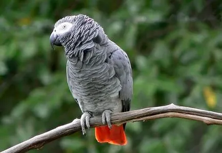 Afrikai szürke papagáj