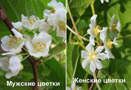 Actinidia kolomikta plantare, cultivare și întreținere - site-ul de informații pentru șoferi de camion, - problema mea