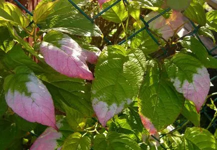 Actinidia kolomikta plantare, cultivare și întreținere - site-ul de informații pentru șoferi de camion, - problema mea