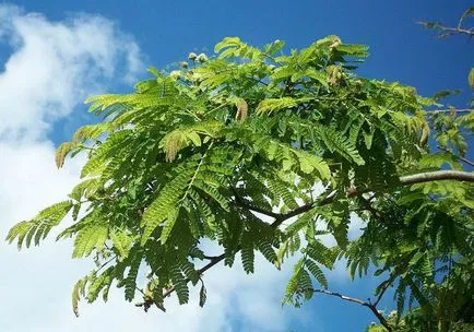 Albitius (Albizia)