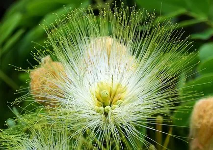 Albitius (Albizia)