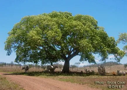 Albitius (Albizia)