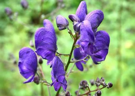 plantare Aconite și de îngrijire în câmp deschis, fotografie