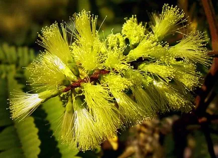 Albitius (Albizia)