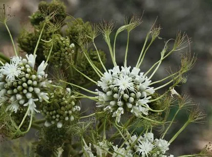 Albitius (Albizia)