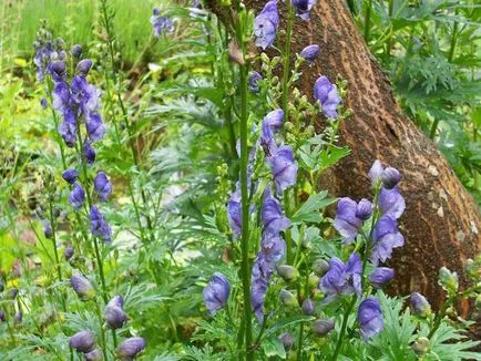 plantare Aconite și de îngrijire în câmp deschis, fotografie