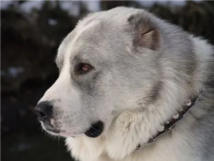 Алабай (Централна Азия Shepherd), Енциклопедия на кучета