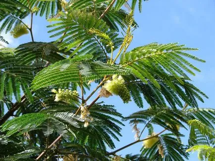 Albitius (Albizia)