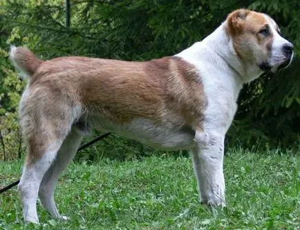 Алабай (Централна Азия Shepherd), Енциклопедия на кучета