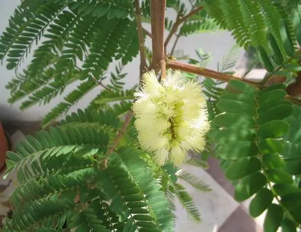 Albitius (Albizia)