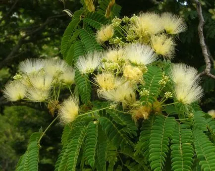 Albitius (Albizia)