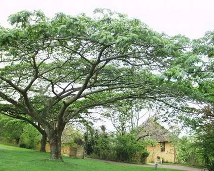 Albitius (Albizia)