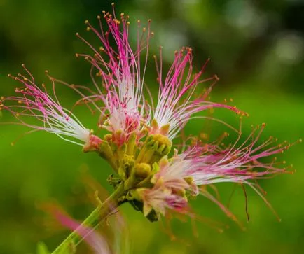 Albitius (Albizia)