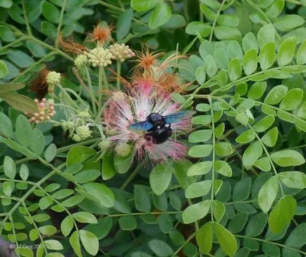 Albitius (Albizia)