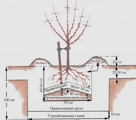 tehnologie descriere și fotografie grad de caise kichiginsky și schema de plantare, îngrijire, video de reale