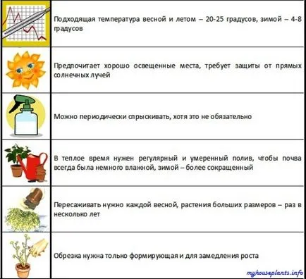 Albitius selyem - én szobanövények