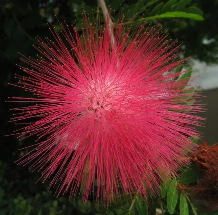 Albitius (Albizia)