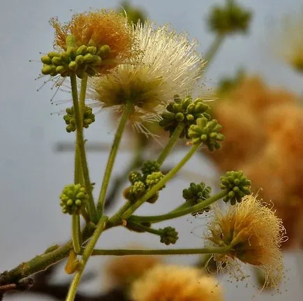 Albitius (Albizia)