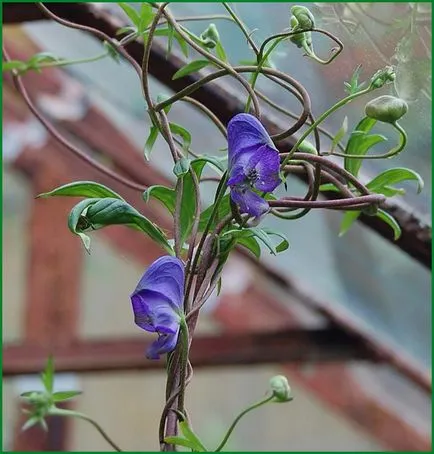 Aconite засаждане и грижи в открито поле, описание на сорта растение, размножаване, отглеждане и