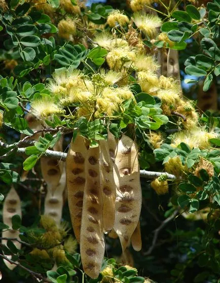 Albitius (Albizia)