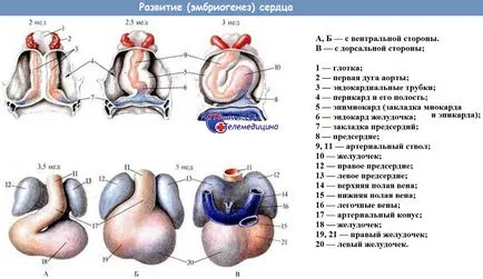 Anatómiája szív fejlődése