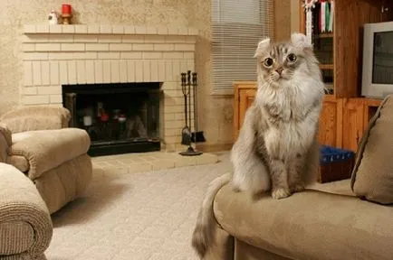 Американската Curl снимка, породи котки, описание на природата, както и коментари