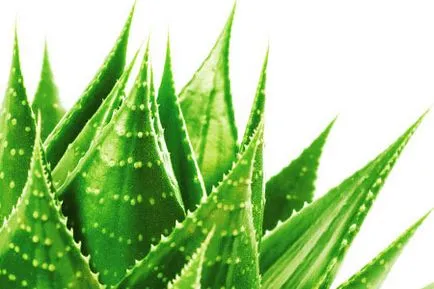 Aloe akne receptek maszkok és krémek szép képességgel vélemények