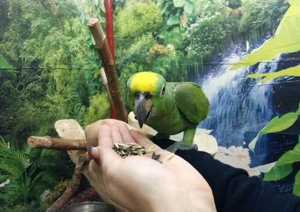 Amazon, zajos papagáj