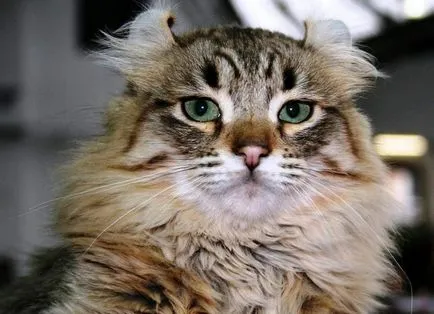 Curl american - o rasa rara de pisici