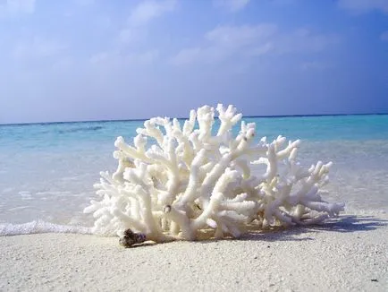 Anguilla - vacanta, meteo, recenzii, fotografii