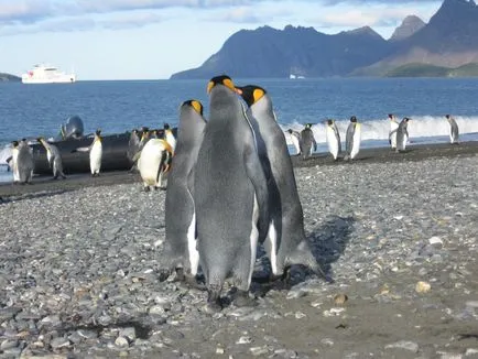 Antarctica 2007-2008