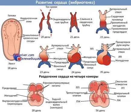 Anatómiája szív fejlődése