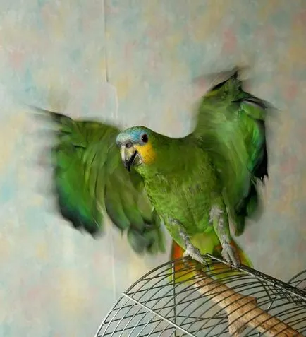 Amazon, шумен папагал