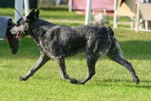 Ausztrál csonka farok Szarvasmarha Dog (ausztrál csonka farok szarvasmarha kutya), vagy