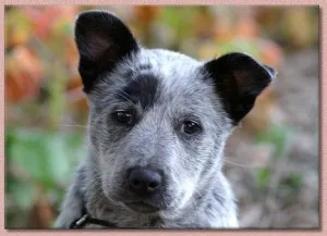 Ausztrál csonka farok Szarvasmarha Dog (ausztrál csonka farok szarvasmarha kutya), vagy